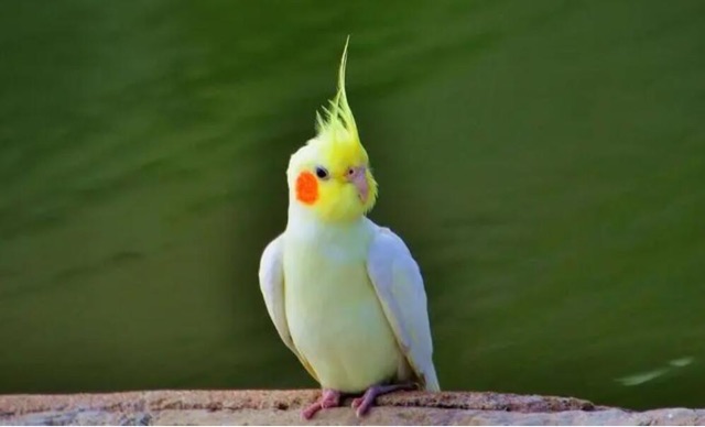 网络图片(侵删) 网络图片(侵删)