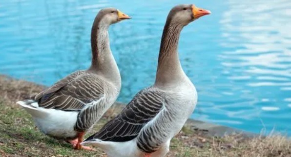 网络图片(侵删) 网络图片(侵删)