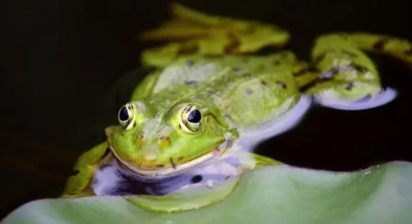 网络图片(侵删) 网络图片(侵删)