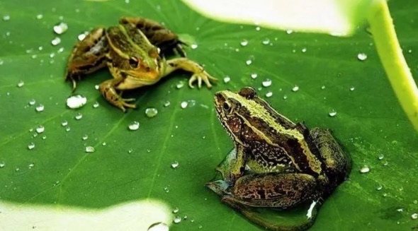 网络图片(侵删) 网络图片(侵删)