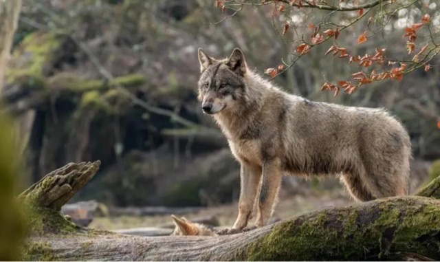 网络图片(侵删) 网络图片(侵删)