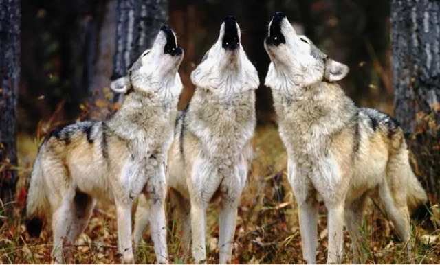 网络图片(侵删) 网络图片(侵删)