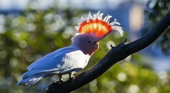 网络图片(侵删) 网络图片(侵删)