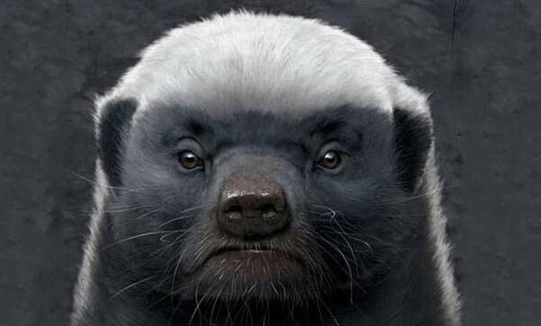 网络图片(侵删) 网络图片(侵删)