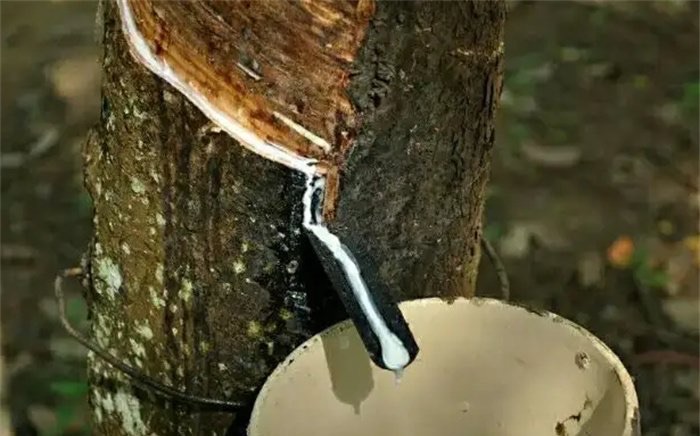 网络图片(侵删) 网络图片(侵删)