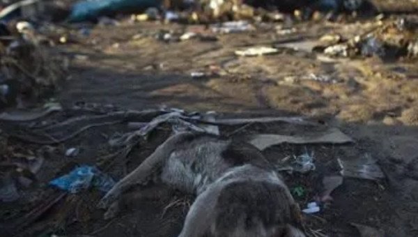 网络图片(侵删) 网络图片(侵删)