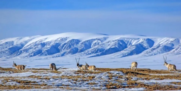 网络图片(侵删) 网络图片(侵删)