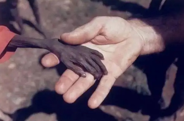 网络图片(侵删) 网络图片(侵删)