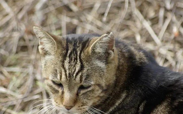 网络图片(侵删) 网络图片(侵删)