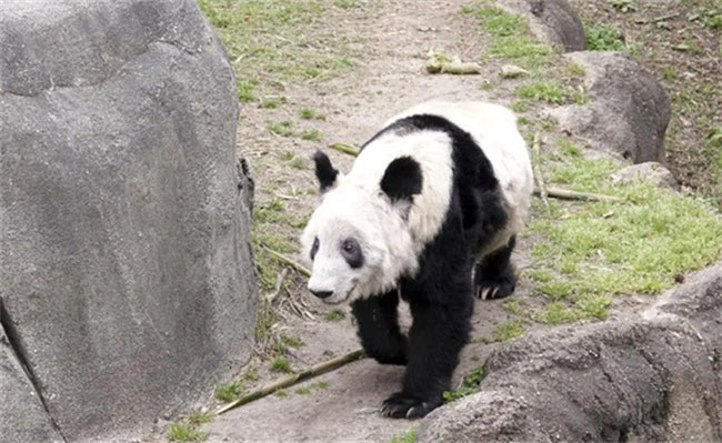 网络图片(侵删) 网络图片(侵删)