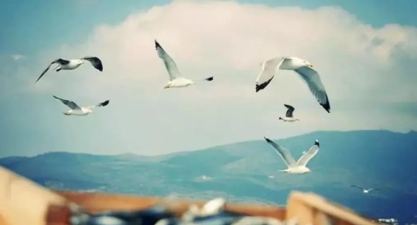 网络图片(侵删) 网络图片(侵删)